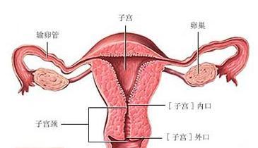长沙双胞胎助孕流程_如何治疗输卵管伞端鞘膜积液？